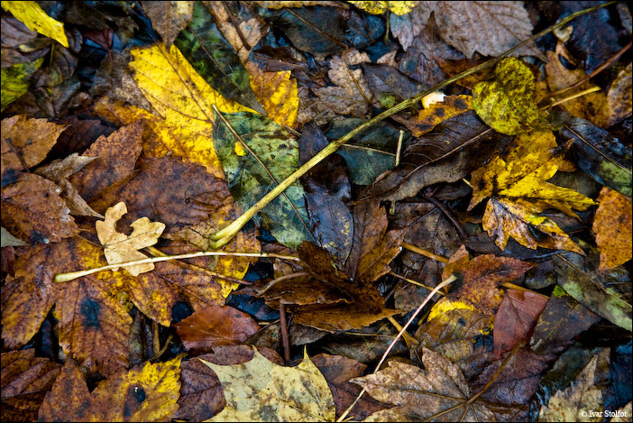 Lehed / Leaves
